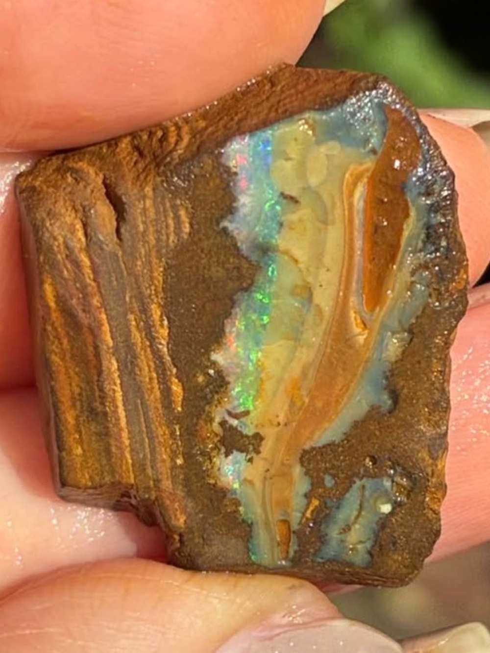Gorgeous 43ct Australian Boulder Opal Rough Loose Specimen H